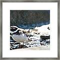 Plover In The Water Spray Framed Print