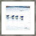 Plovers In A Row Framed Print