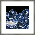 Pltons Noctiluca Scintillans  X12 Framed Print