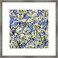 Plum Blossom (prunus Sp.) Framed Print