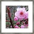 Plum Blossom Framed Print