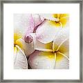 Plumeria 11 Framed Print