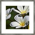 Plumeria After A Rain Framed Print