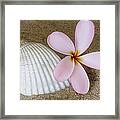 Plumeria Flower And Sea Shell Framed Print