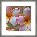 Plumeria Pair Framed Print