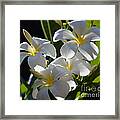 Plumeria's Iii Framed Print