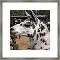 Polka Dot Llama Pogo Rules Framed Print