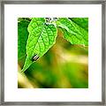 Poha Berry Beetle Framed Print