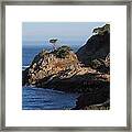 Point Lobos In The Morning Framed Print