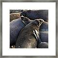 Point Piedras Blancas Elephant Seals 2 Framed Print