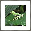 Poison Dart Frog Framed Print