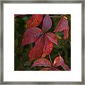 Poison Ivy In The Fall Framed Print