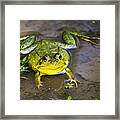 Chubby Green Frog Framed Print