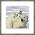 Polar Bear And Cubs Wapusk Manitoba Framed Print