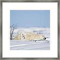 Polar Bear Cubs Play On Mothers Back Framed Print