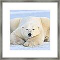 Polar Bear On Pack Ice Churchill Framed Print