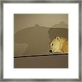 Polar Bear Shadows Framed Print