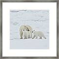 Polar Bear Sow With Young Cub High Framed Print