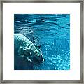 Polar Bear Framed Print