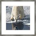 Polar Bear With Reflection Framed Print