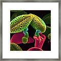 Pollen Germination (brassica Sp.) Framed Print