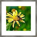 Pollination Framed Print