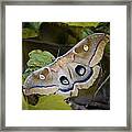 Polyphemous Moth On Branch Framed Print