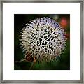 Pom Pom And Bumblebee 
#bumblebees Framed Print