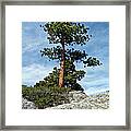 Ponderosa Pine And Granite Boulders Framed Print