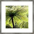 Ponga Tree Fern Canopy, New Zealand Framed Print