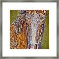 Pony Portrait Framed Print