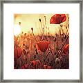 Poppies At Evening Sunset Framed Print