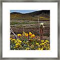 Poppies In The Field Chiracahua Mountains Framed Print
