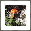 Poppies In The Sun Framed Print