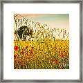Poppies With Tree In The Distance Framed Print