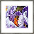 Popping Spring Crocus Framed Print