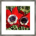 Poppy Anemones Framed Print