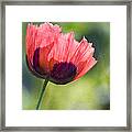 Poppy Backlit Framed Print