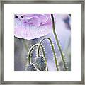 Poppy Garden Framed Print