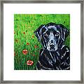 Poppy - Labrador Dog In Poppy Flower Field Framed Print by Michelle Wrighton