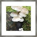 Porcelain Mushrooms Hessen Germany Framed Print