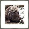 Porky Framed Print