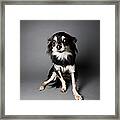 Portrait Of A Chihuahua-papillon Mix - Framed Print