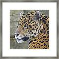 Portrait Of A Jaguar Framed Print