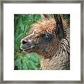 Portrait Of A Llama Framed Print