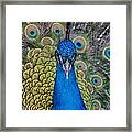Portrait Of A Peacock Framed Print