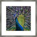 Portrait Of A Peacock Framed Print