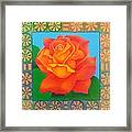 Portrait Of A Rose That Grew From Adversity Framed Print