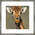 Portrait Of A Rothchilds Giraffe Framed Print