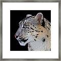 Portrait Of A Snow Leopard Framed Print